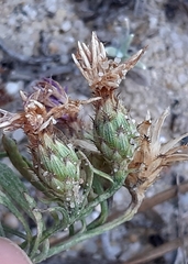 Centaurea limbata