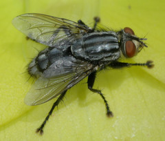 Fletcherimyia