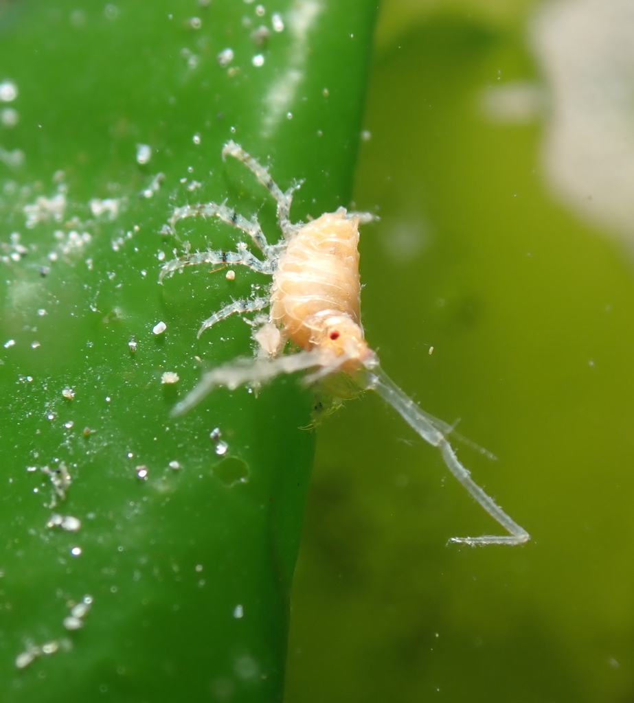 Podoceridae