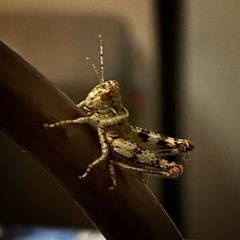 Melanoplus punctulatus