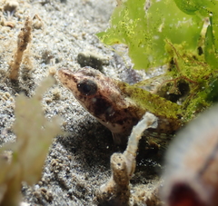 Odontopyxis trispinosa