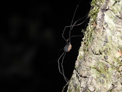 Leiobunum viridorsum