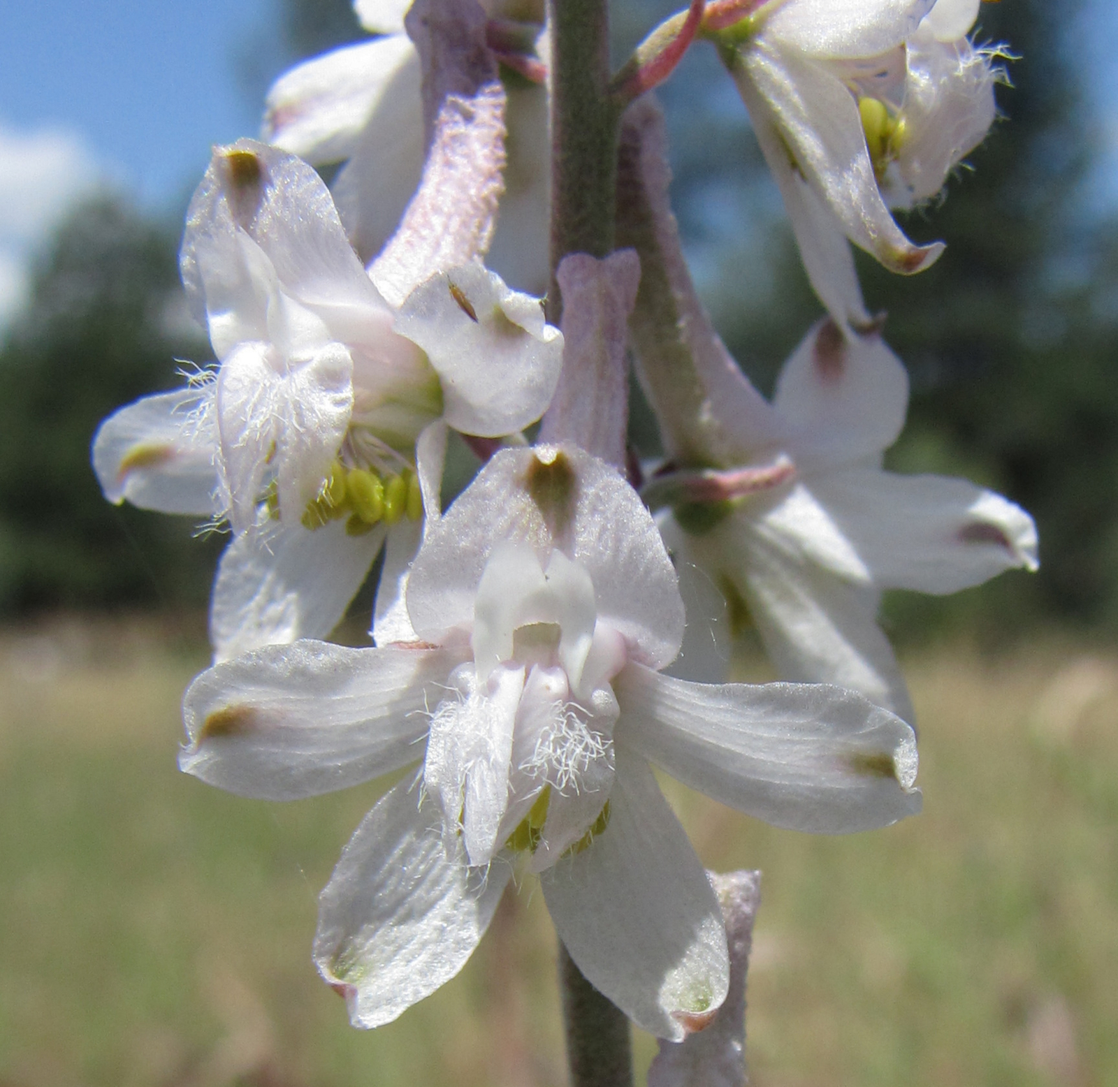 Delphinium hansenii