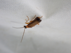 Rhagonycha lutea