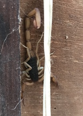 Centruroides ochraceus