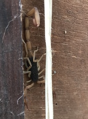 Centruroides ochraceus