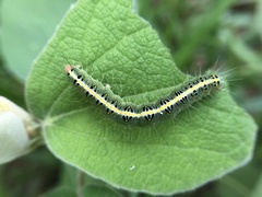 Xanthodes transversa