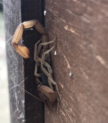 Centruroides ochraceus