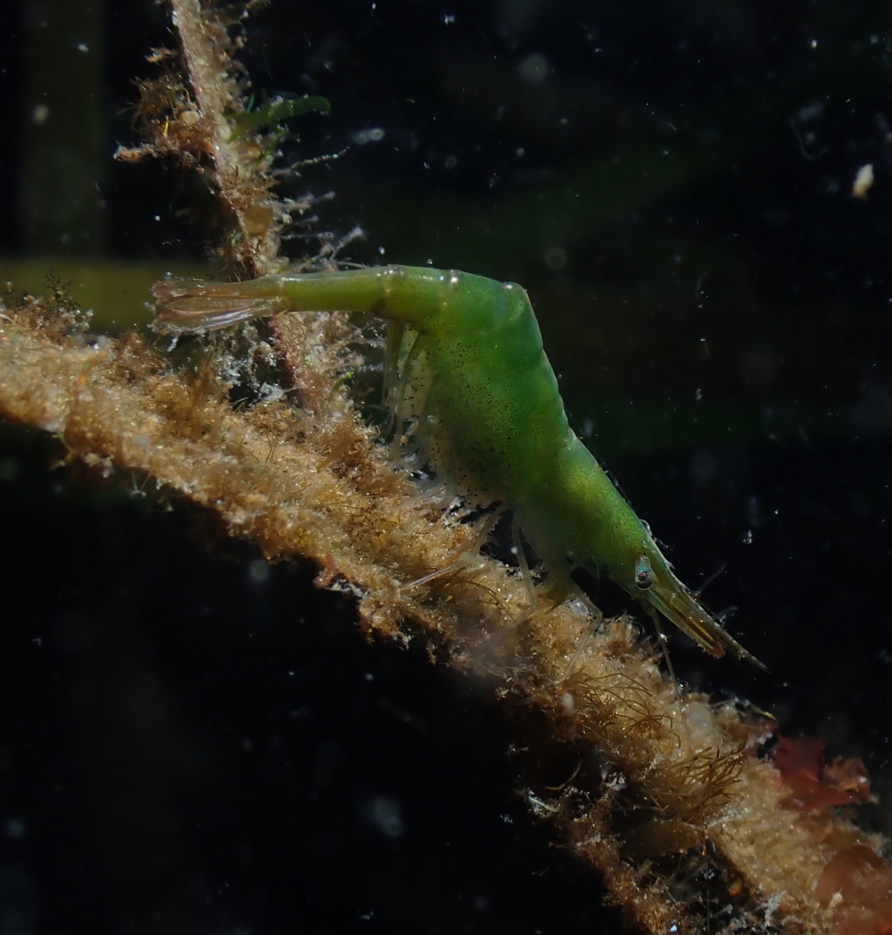 Kelp Humpback Shrimp