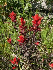 Castilleja miniata dixonii