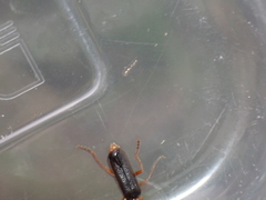 Cantharis flavilabris