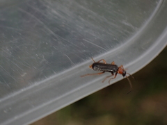 Cantharis flavilabris