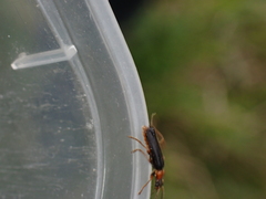 Cantharis flavilabris