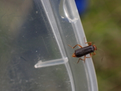 Cantharis flavilabris