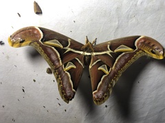 Archaeoattacus malayanus