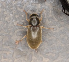Pelonomus obscurus