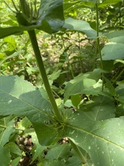 Triosteum perfoliatum