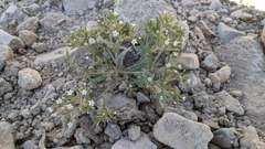 Microsteris gracilis