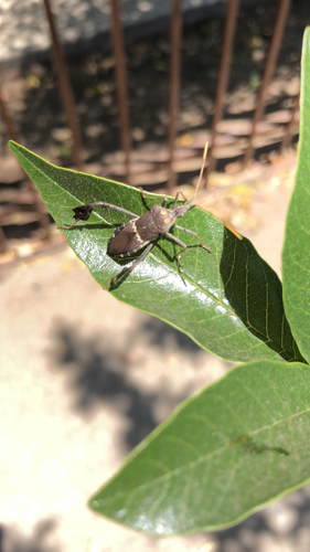 Large-Legged Bug photo 3