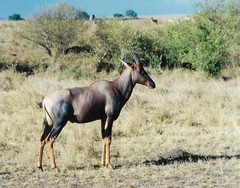 Damaliscus lunatus