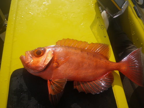 Bigeye (Priacanthus hamrur) — Priacanthidae — 2