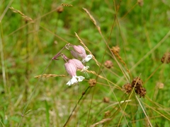 Silene vulgaris