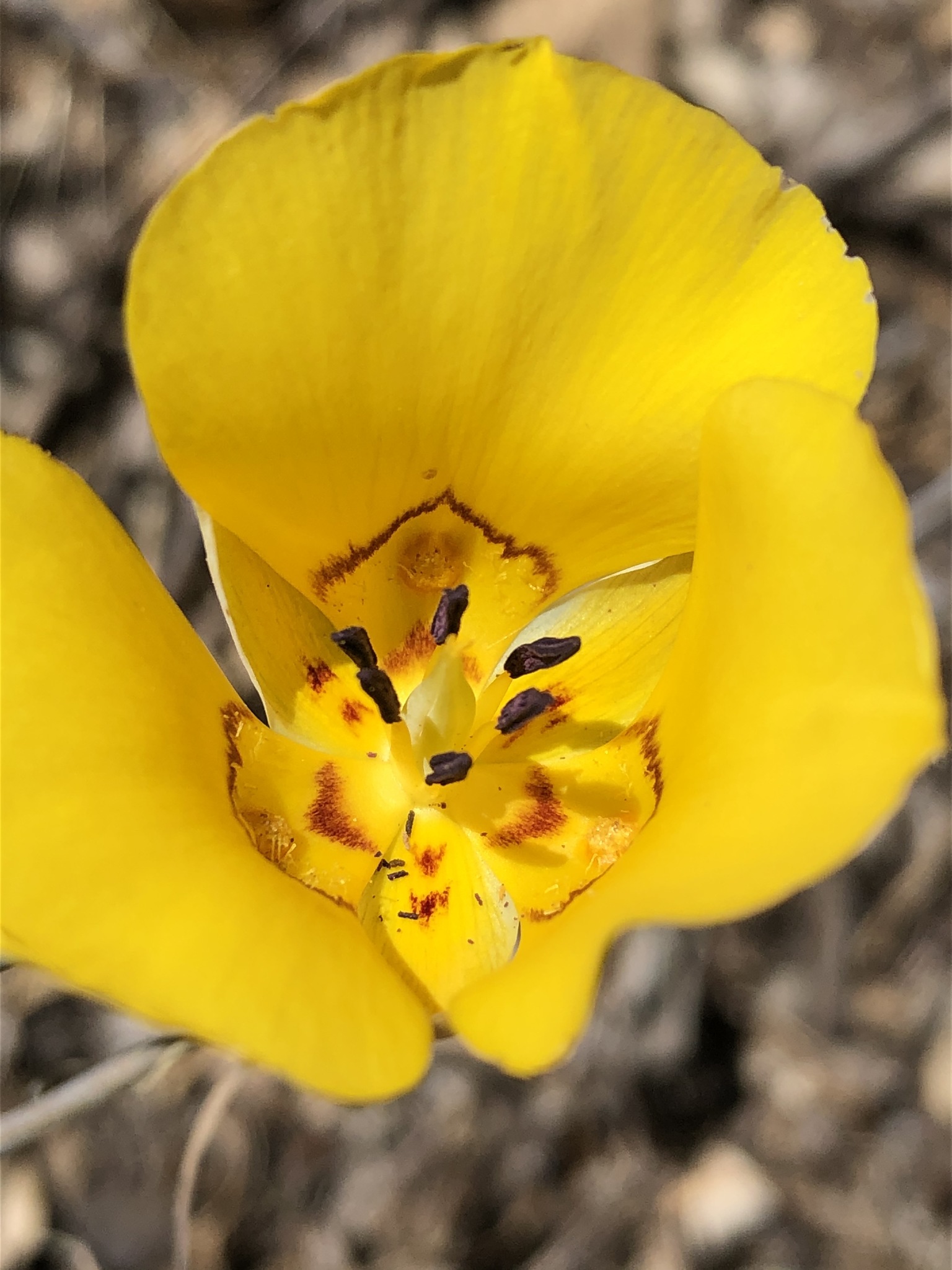 Calochortus clavatus var. gracilis