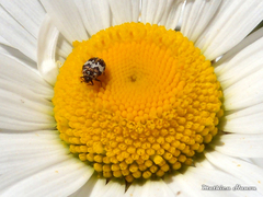 Anthrenus pimpinellae