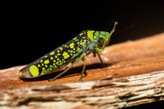 Aulacizes conspersa