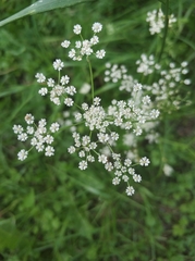 Carum carvi