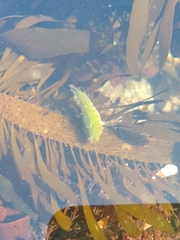 Oligocottus maculosus