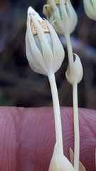 Blackstonia acuminata