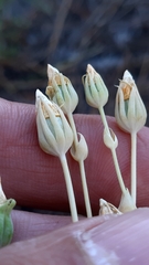 Blackstonia acuminata