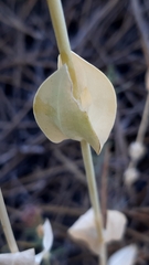 Blackstonia acuminata