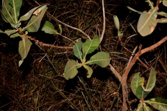 Terminalia brachystemma brachystemma