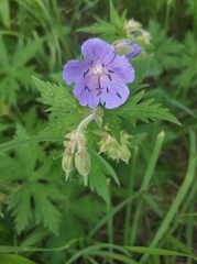 Geranium pratense