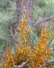 Arceuthobium vaginatum cryptopodum