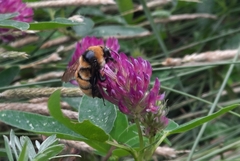 Bombus distinguendus