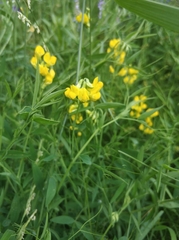 Lathyrus pratensis