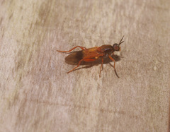 Benhamyia apicalis