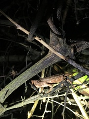 Rieppeleon kerstenii