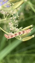 Eupithecia virgaureata