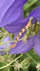 Eupithecia virgaureata