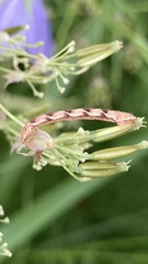 Eupithecia virgaureata