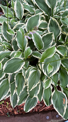 Hosta