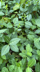 Magnoliopsida