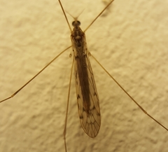 Limoniinae