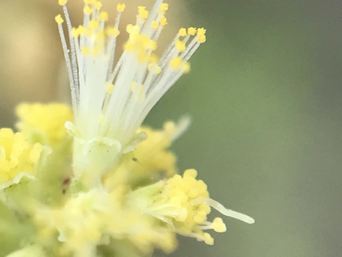 Blackbrush Acacia