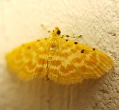 Notarcha quaternalis