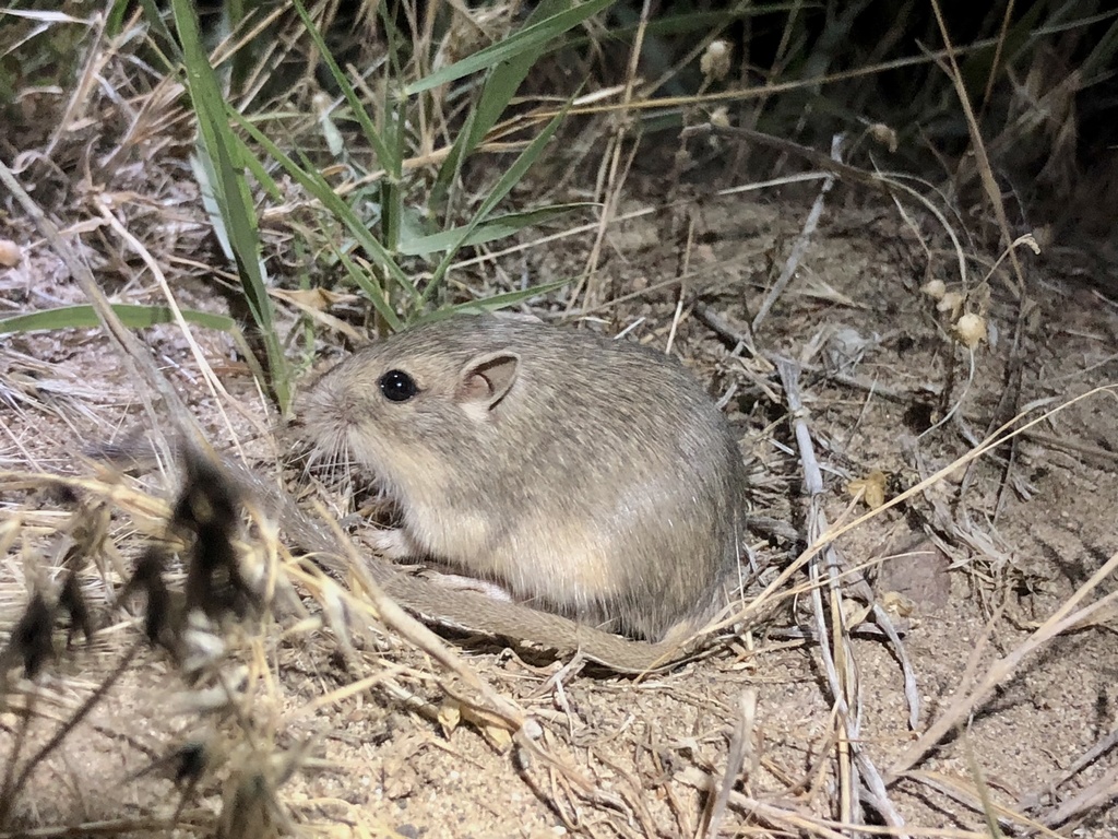 Great Basin Pocket Mouse